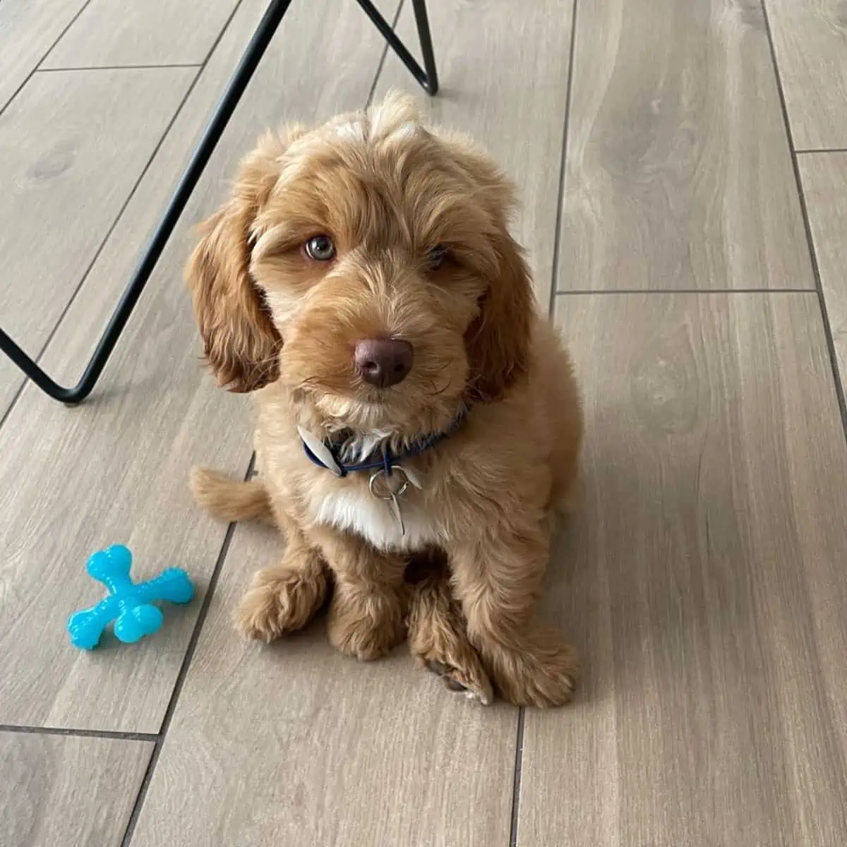 puppy with brown nose