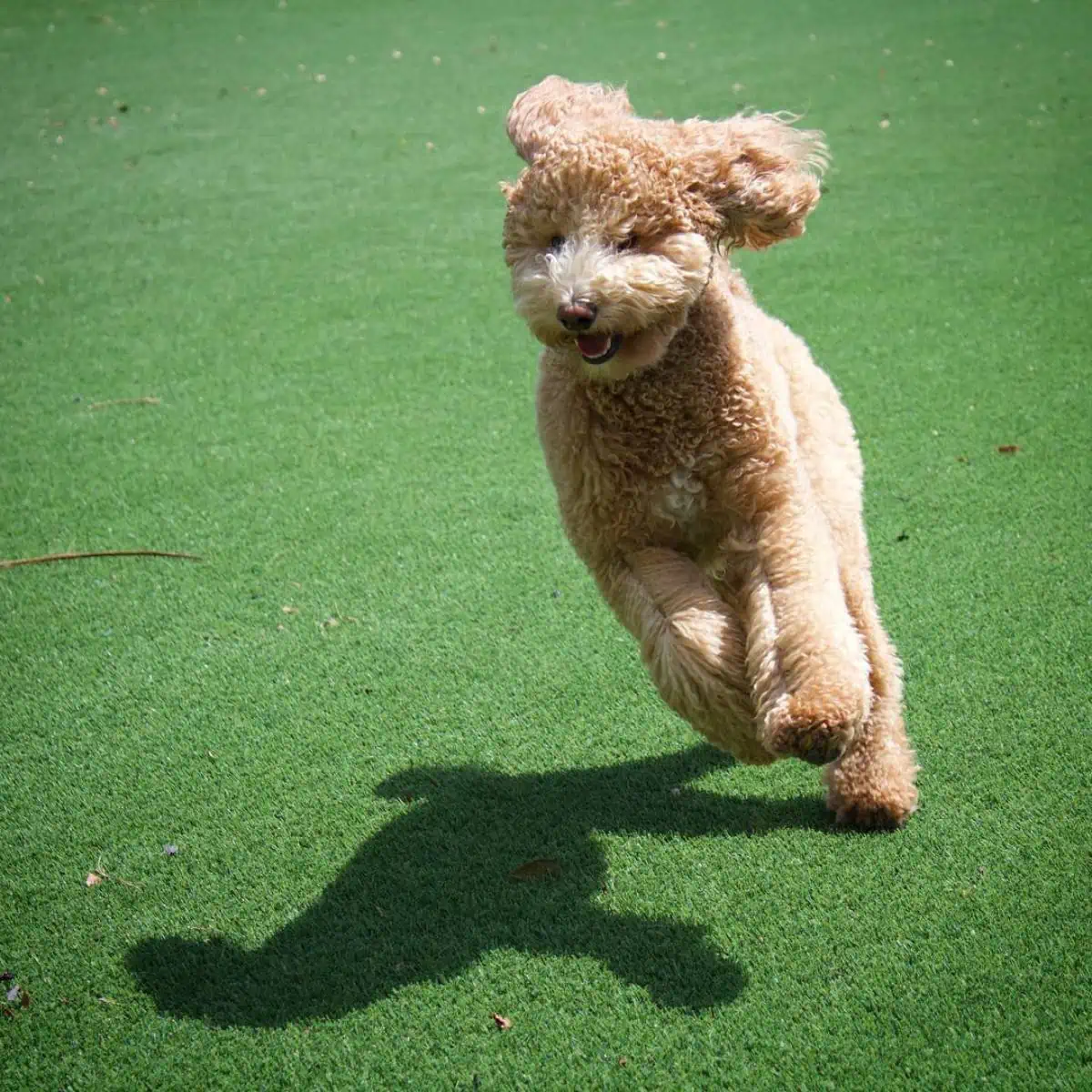 running Goldendoodle with joy
