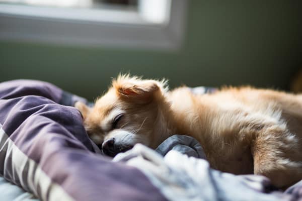 a chihuahua sleeps on a bed