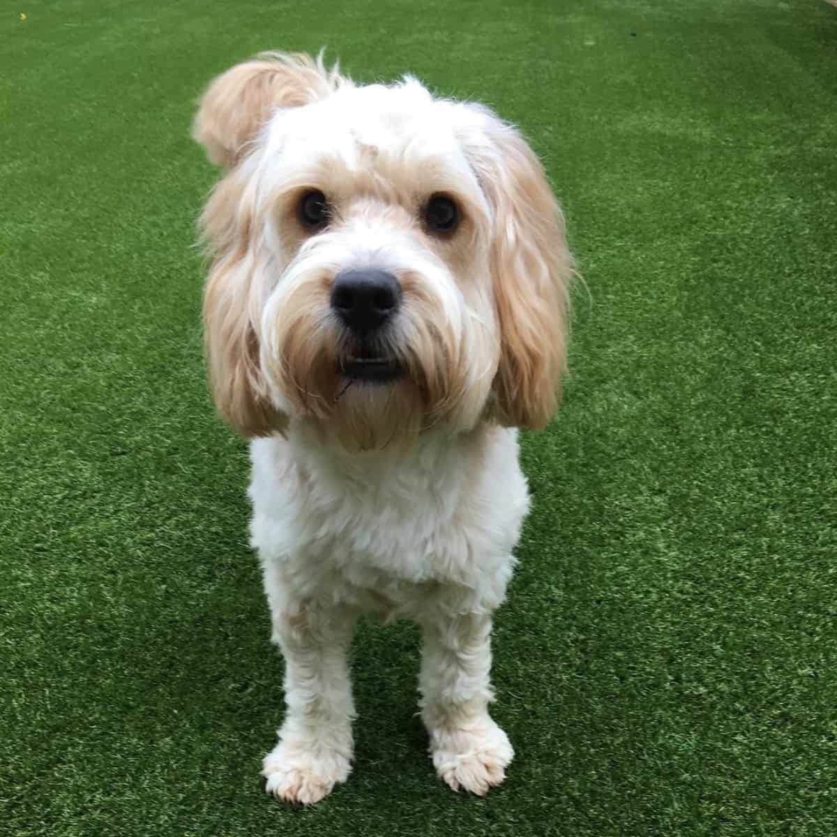 standing Cockapoo barks