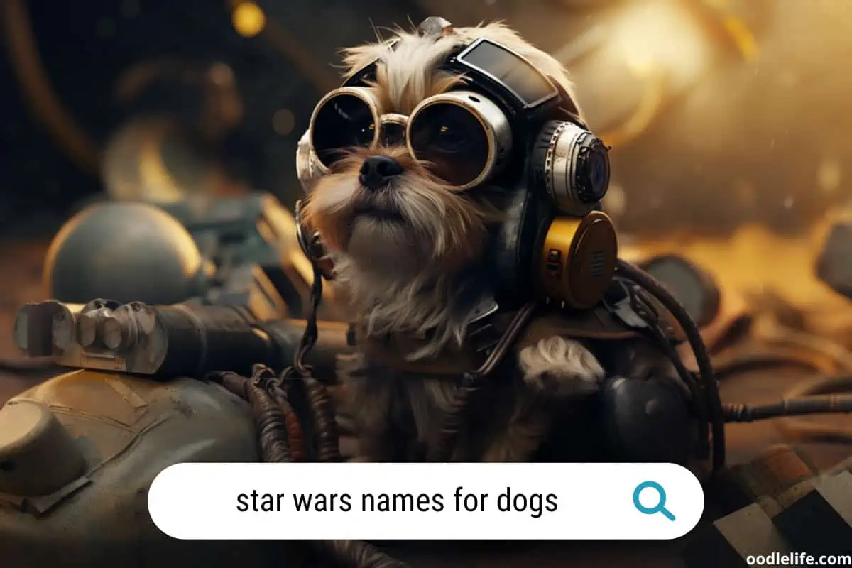 best star wars names for dogs