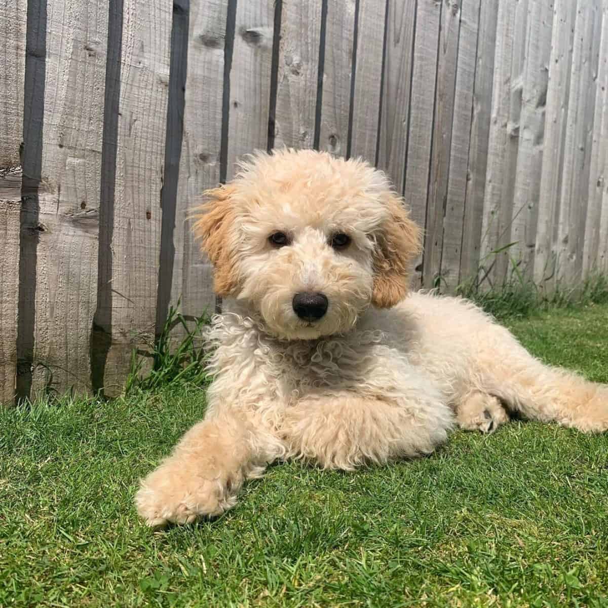 sunbathing Goldendoodle puppy