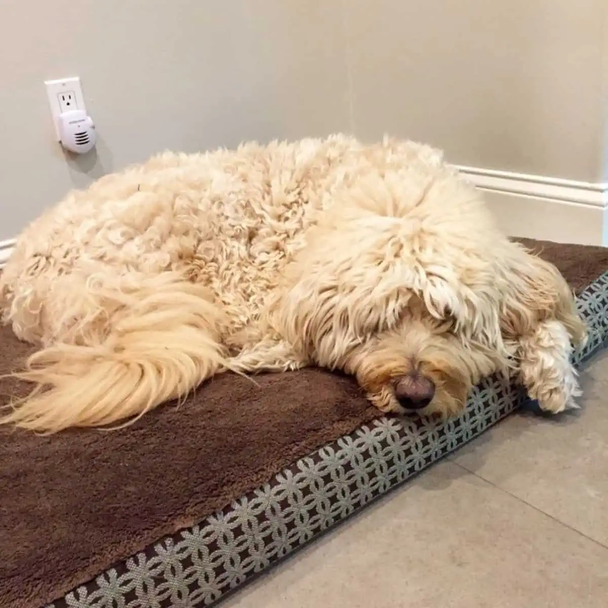 tired Goldendoodle prefers to sleep