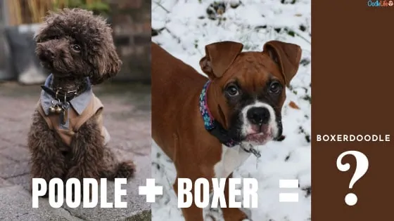 what does a Boxerdoodle look like