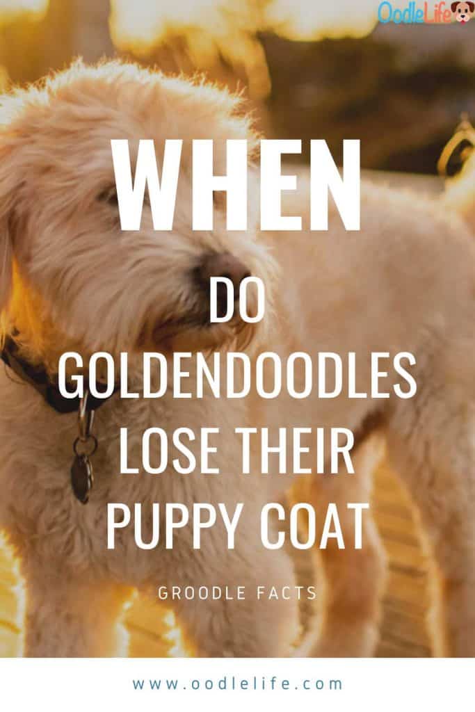 how often should a goldendoodle be groomed