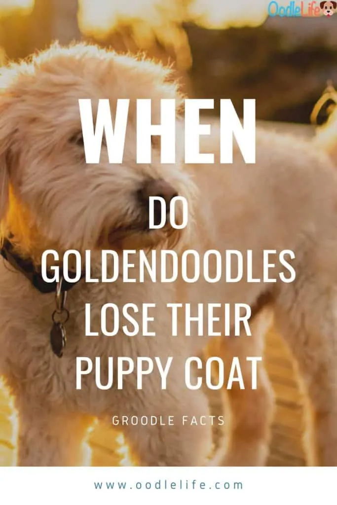 when do goldendoodles shed their puppy coat