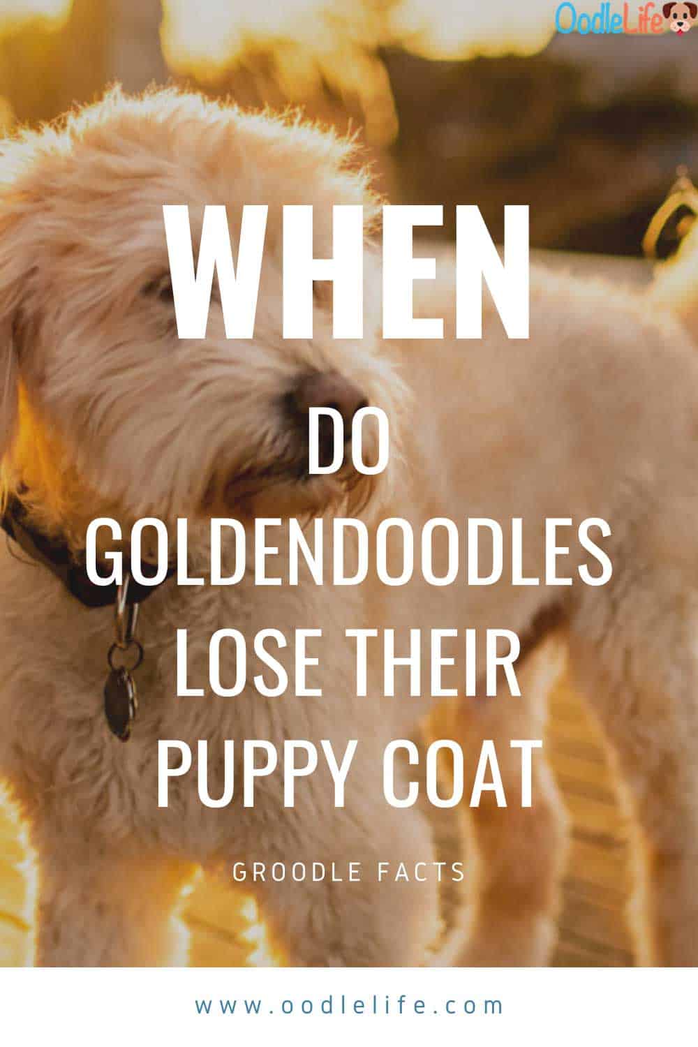 https://www.oodlelife.com/wp-content/uploads/2020/04/when-do-goldendoodles-shed-their-puppy-coat.jpg