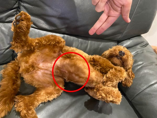 labradoodle belly button
