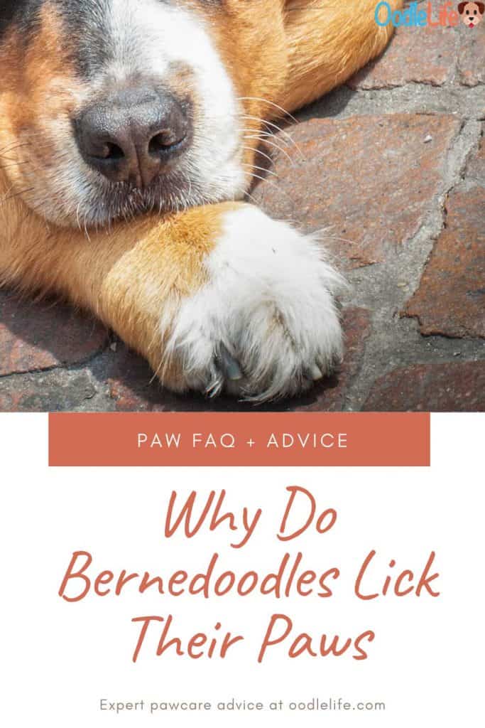 bernedoodle bite paws
