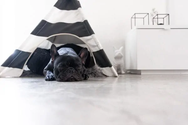 french bulldog sleeping on the floor