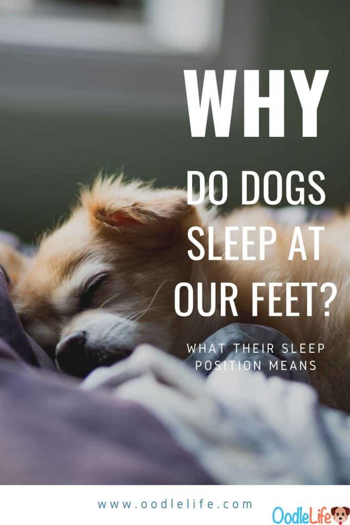why do dogs sleep at the foot of the bed