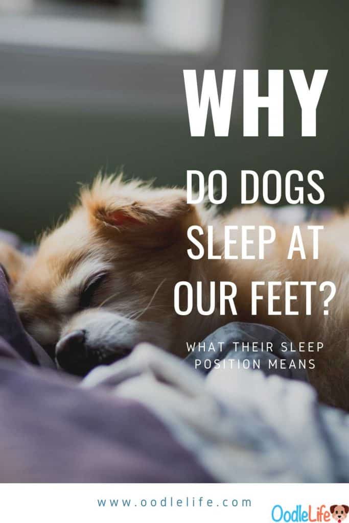 why do dogs sleep at your feet in bed