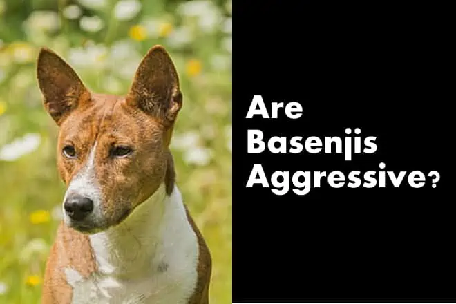 Are Basenjis Aggressive Dogs (The Truth)