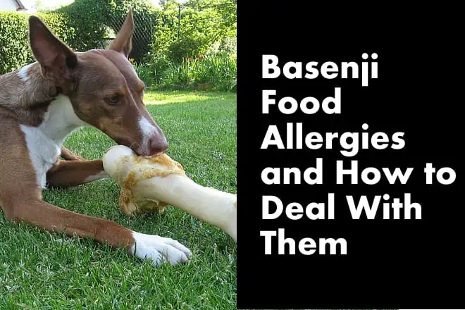 Basenji Food Allergies and How to Deal With Them