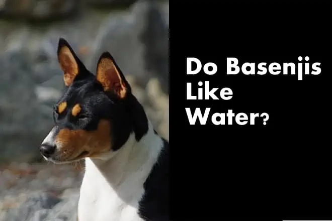 Do Basenjis Like Water