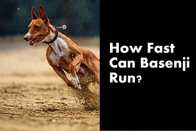 How Fast Can a Basenji Run? (Basenji Running Partner?)