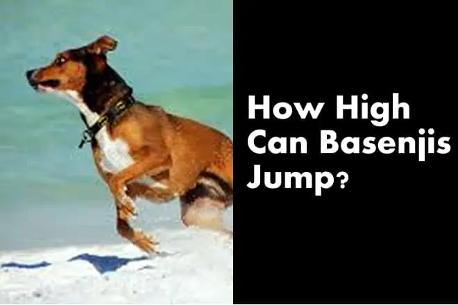 How High Can Basenjis Jump