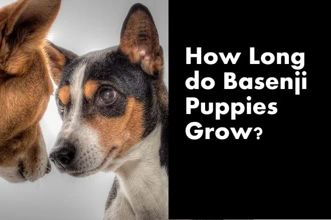 How Long do Basenji Puppies Grow