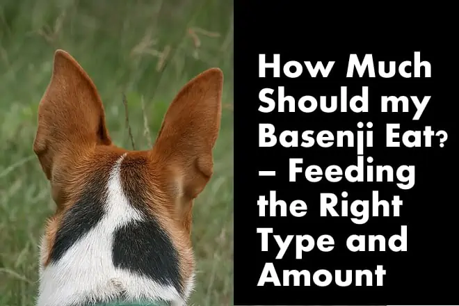 How Much Should A Basenji Eat? (Feeding Guide)