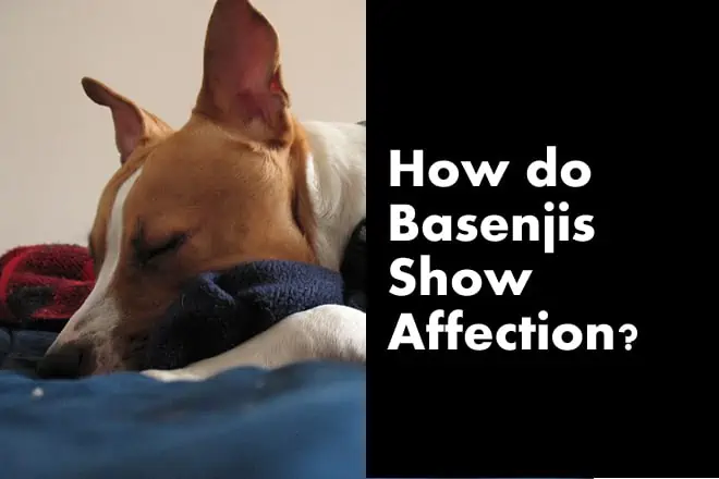 How do Basenjis Show Affection