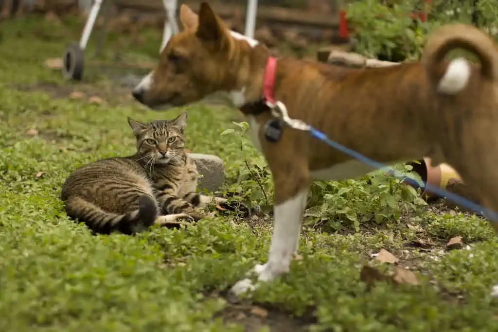 basenji and cat