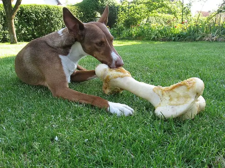 basenji eatiing