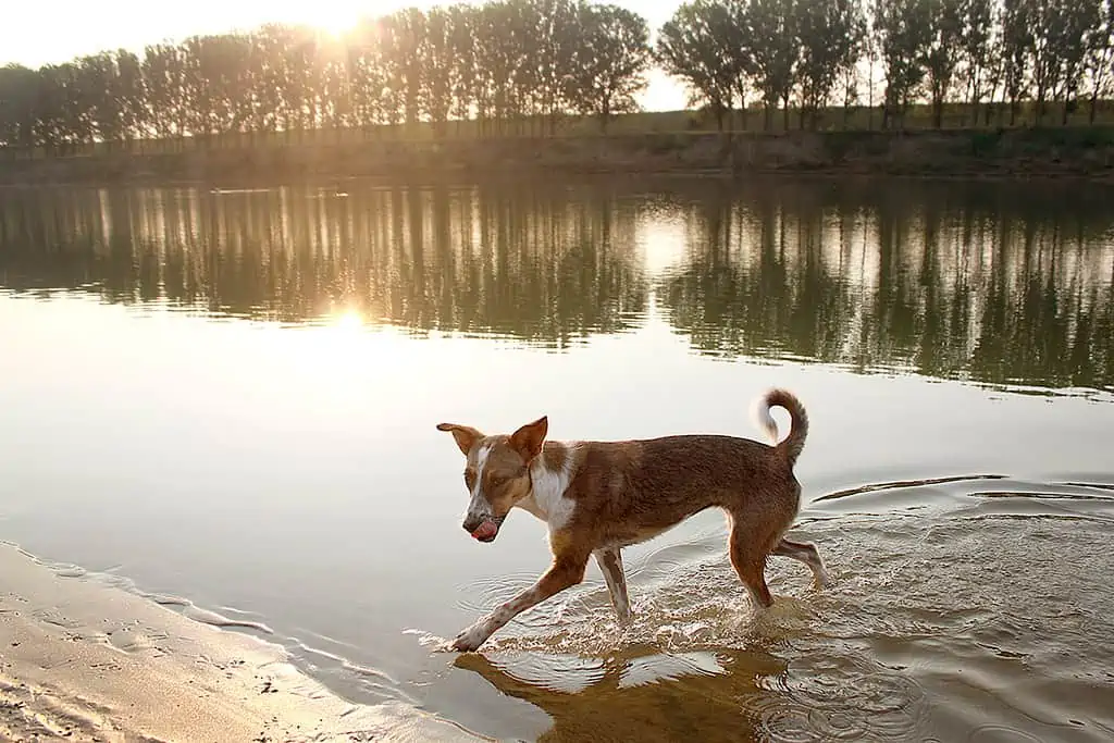 basenji in water