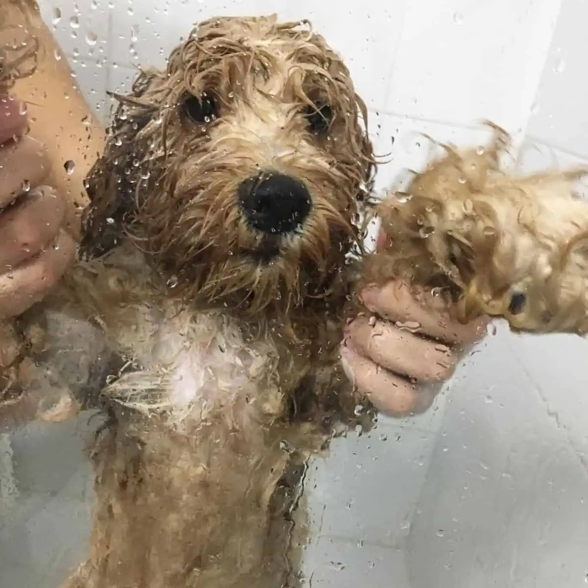 bathing Cockapoo inside shower