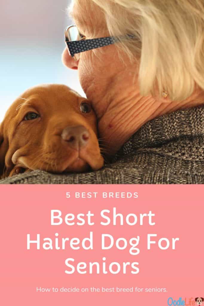 5 Best Small Short Haired Dog For Seniors - Oodle Life