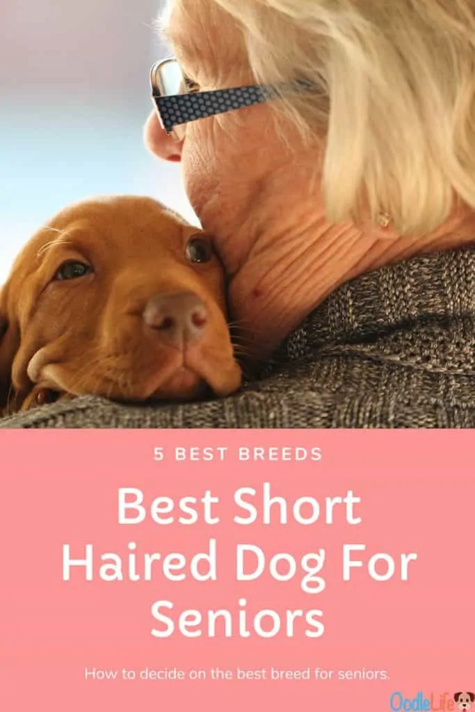 best small short haired dog for seniors