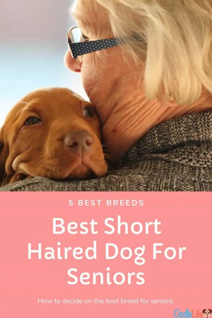 Best small short hotsell haired dog for seniors