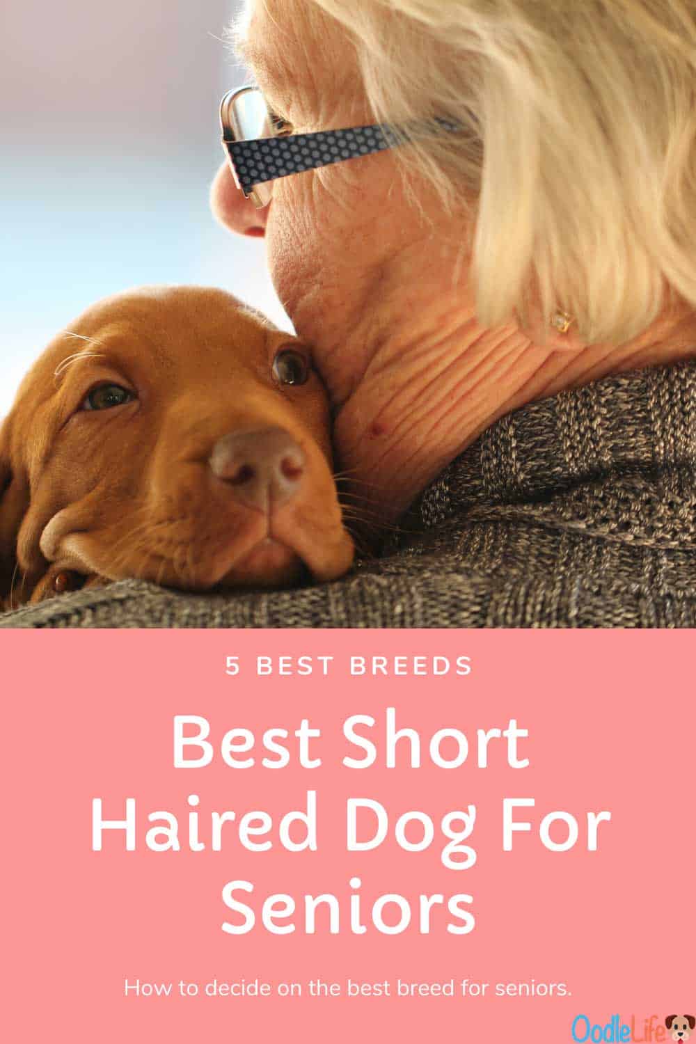 Small Short Haired Dog For Seniors 