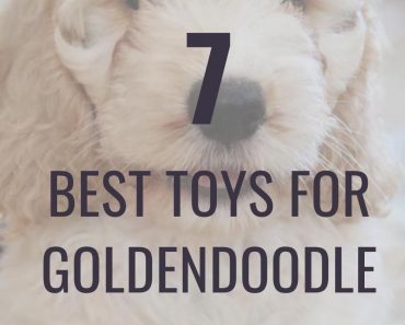 best toys for goldendoodle