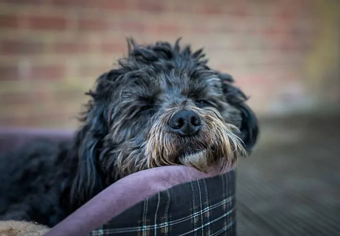 Dark cockapoo having a nap