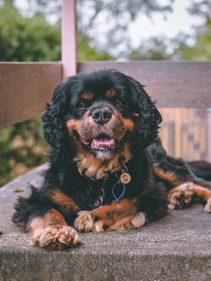 Why Do Dogs Drool Around Other Dogs?