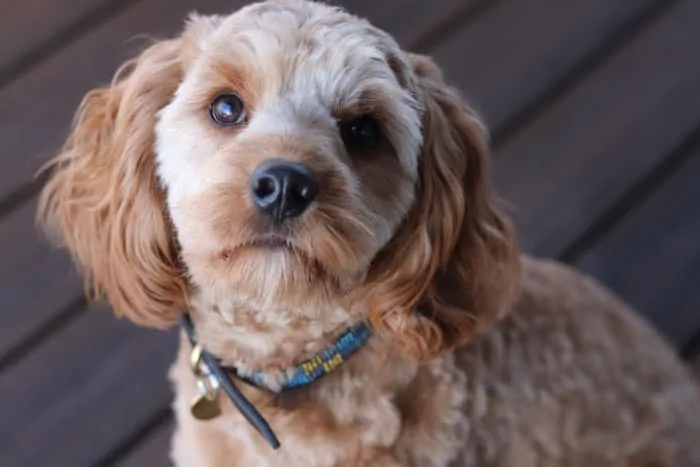 cavapoo puppy haircut