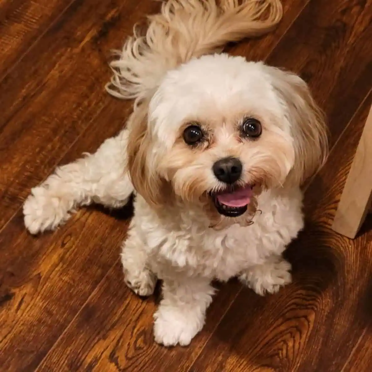 Cavapoo looks silly