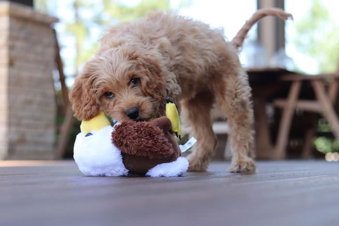 Do dogs miss their owners when they are away?