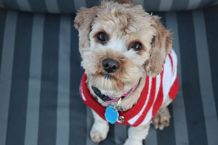 cavapoo puppy costume