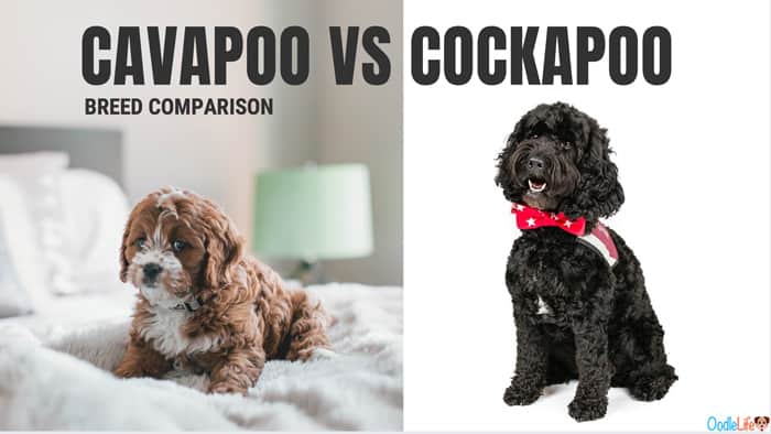 are cockapoos a recognised breed