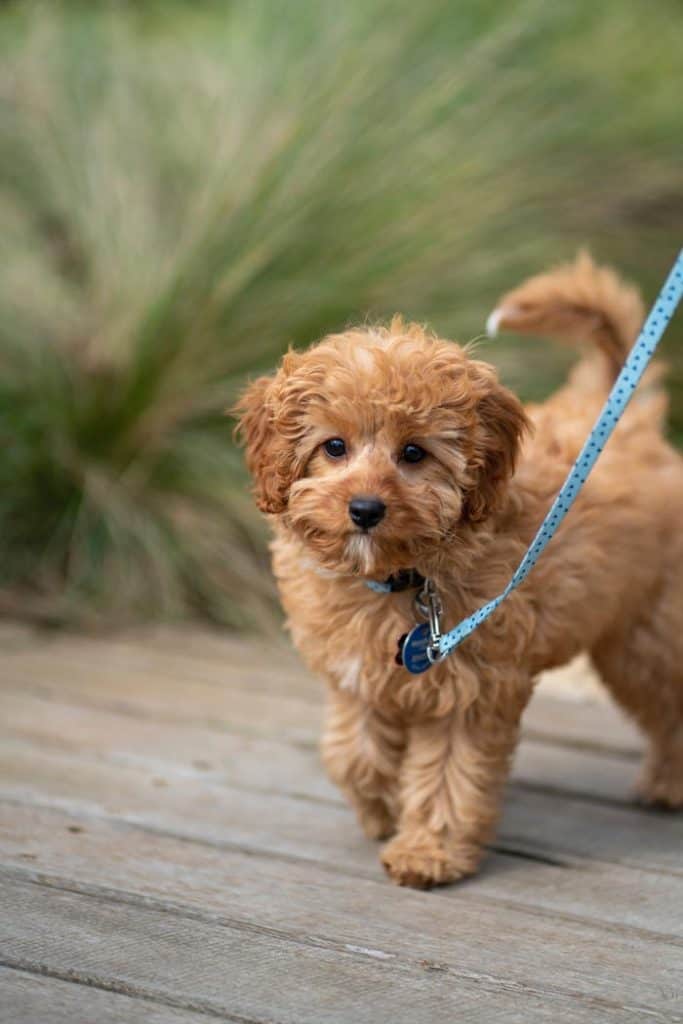 golden cavapoo puppy image