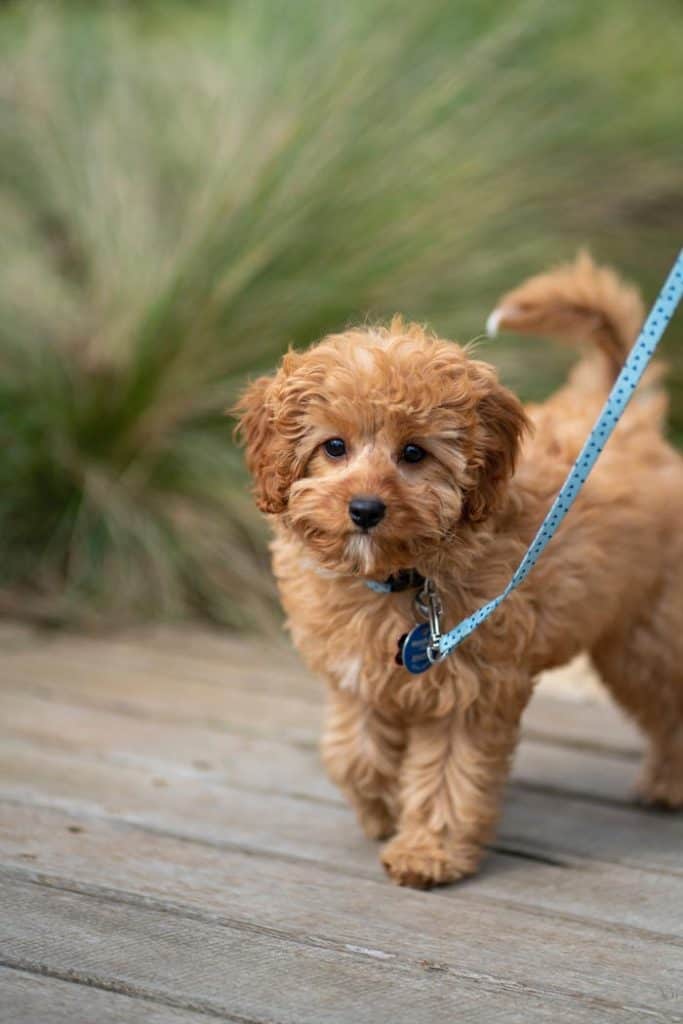 Red Cavapoo Puppies At 5 Weeks Nicole Lucy Harry From Jules Clancy Pinewoodcavapoos Com Cavapoo Dogs Cavapoo Puppies Puppies