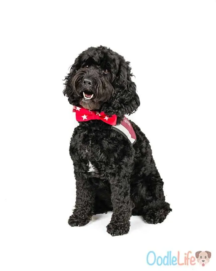 a black cockapoo dog