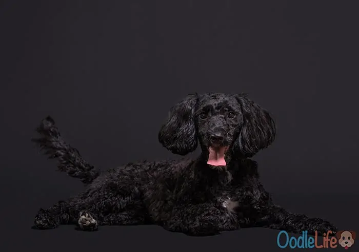 black cockapoo haircut grooming short