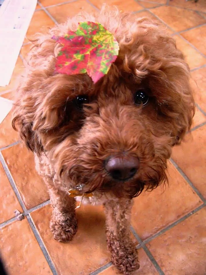 cockapoo puppy pretty haircut leaf