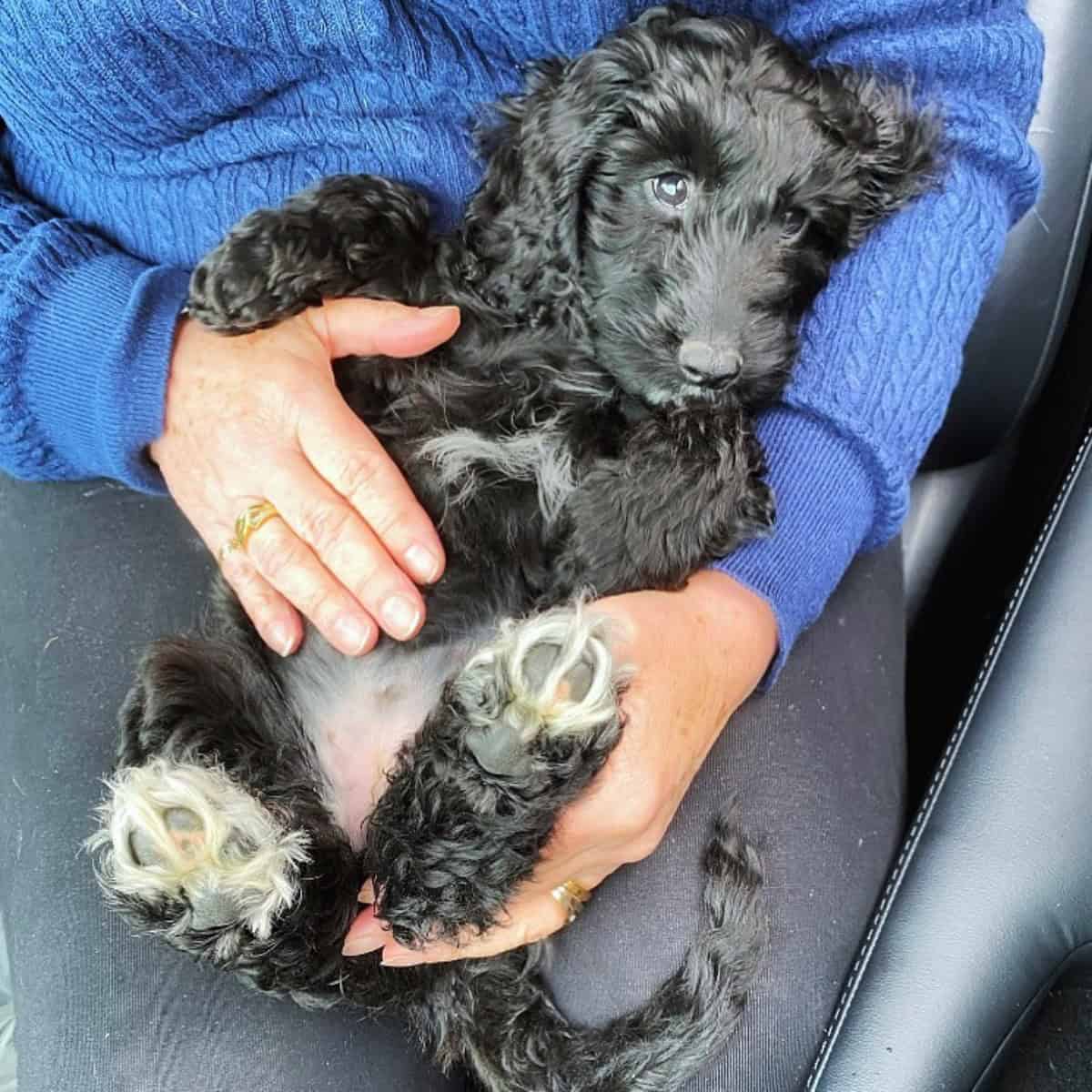 Cockapoo cuddles with owner