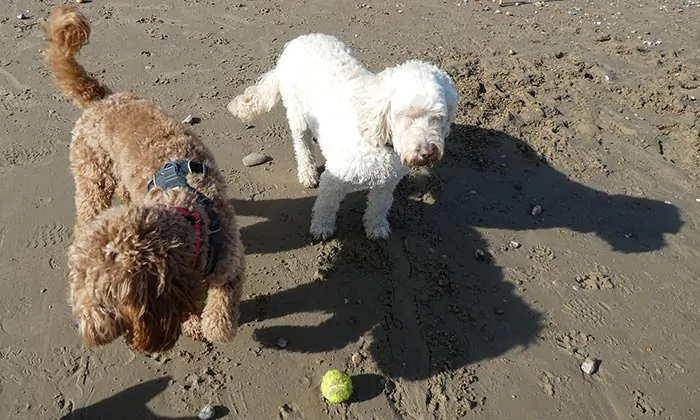 two cockapoo dogs