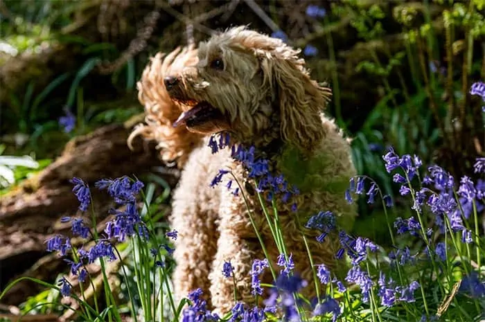 dog bluebell field cockapoo play