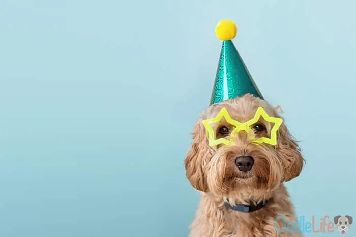 cockapoo puppy at a party