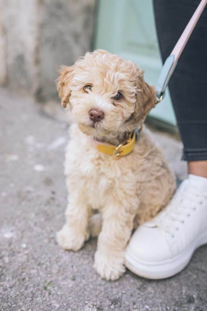 cockapoo puppy on leash pretty golden